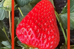 草莓成熟度识别方法